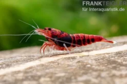 Extreme Red King Kong Garnele, Caridina spec. Extreme Red King Kong (Taiwan Bee)