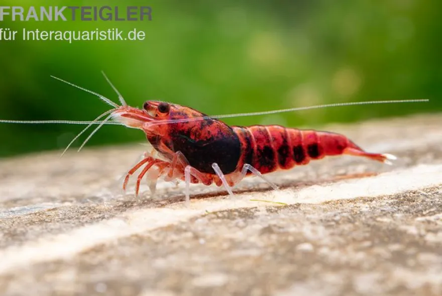 Extreme Red King Kong Garnele, Caridina spec. Extreme Red King Kong (Taiwan Bee)