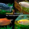Fadenfisch-Mix, Trichogaster sp. im Mix