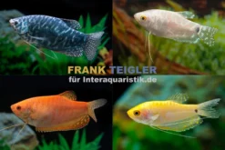 Fadenfisch-Mix, Trichogaster sp. im Mix