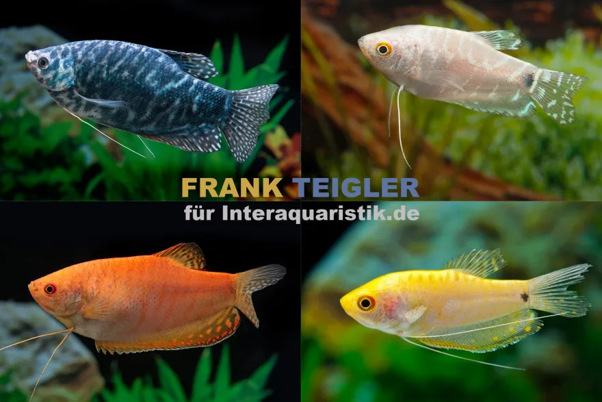 Fadenfisch-Mix, Trichogaster sp. im Mix