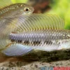 Fadenflossen-Zwergbuntbarsch, Apistogramma iniridae, paarweise