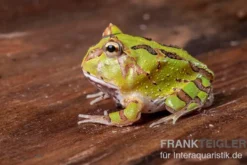 Fantasy Pacman Frog grün, Ceratophrys cornuta x Ceratophrys cranwelli
