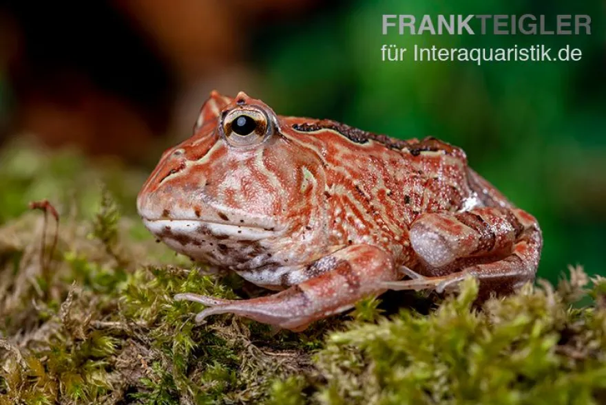 Fantasy Pacman Frog rot, Ceratophrys cornuta x Ceratophrys cranwelli
