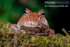 Fantasy Pacman Frog rot, Ceratophrys cornuta x Ceratophrys cranwelli