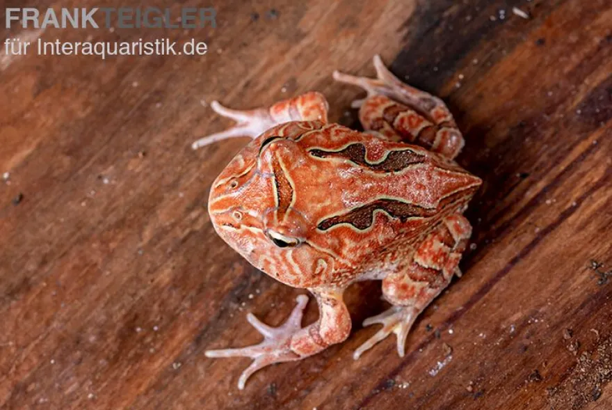 Fantasy Pacman Frog rot, Ceratophrys cornuta x Ceratophrys cranwelli