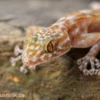 Fächerfingergecko, Ptyodactylus ragazzi