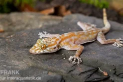 Fächerfingergecko, Ptyodactylus ragazzi
