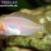 Feenbarsch Albino, Neolamprologus brichardi