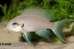 Feenbarsch, Neolamprologus brichardi