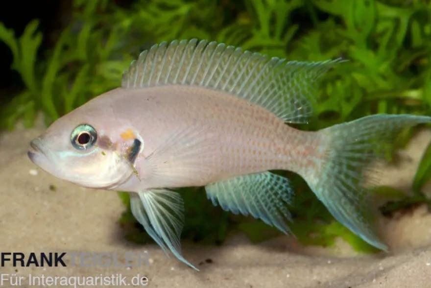 Feenbarsch, Neolamprologus brichardi