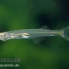 Feenbärbling, Danionella priapus (Minifisch)
