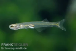 Feenbärbling, Danionella priapus (Minifisch)