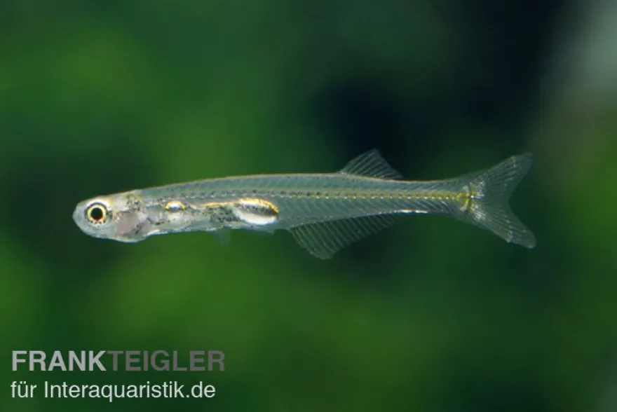 Feenbärbling, Danionella priapus (Minifisch)