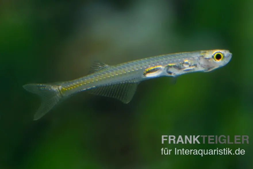 Feenbärbling, Danionella priapus (Minifisch)