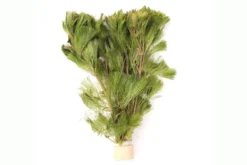 Feinfiedrige Haarnixe, Cabomba aquatica, Bund
