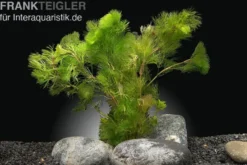 Feinfiedrige Haarnixe, Cabomba aquatica, Bund