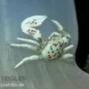 Feintupfen-Porzellankrebs, Neopetrolisthes maculatus (Anemonenkrabbe)