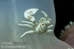 Feintupfen-Porzellankrebs, Neopetrolisthes maculatus (Anemonenkrabbe)