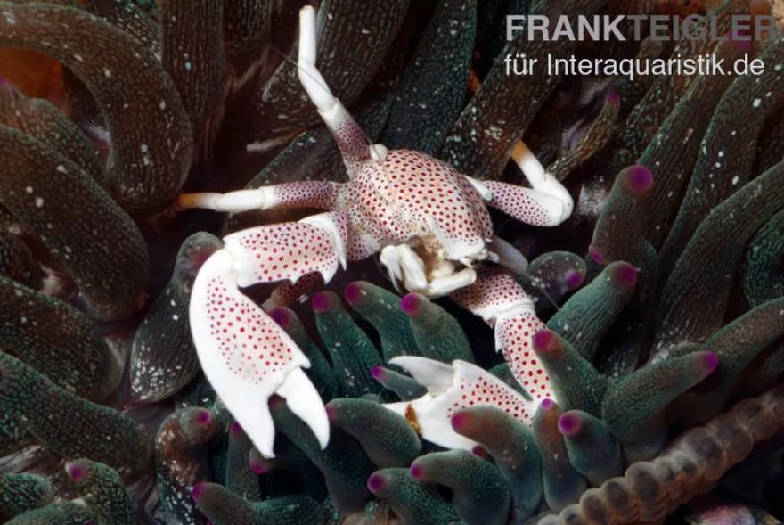 Feintupfen-Porzellankrebs, Neopetrolisthes maculatus (Anemonenkrabbe)