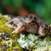 Ferkelfrosch, Hemisus marmoratus