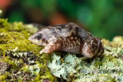 Ferkelfrosch, Hemisus marmoratus