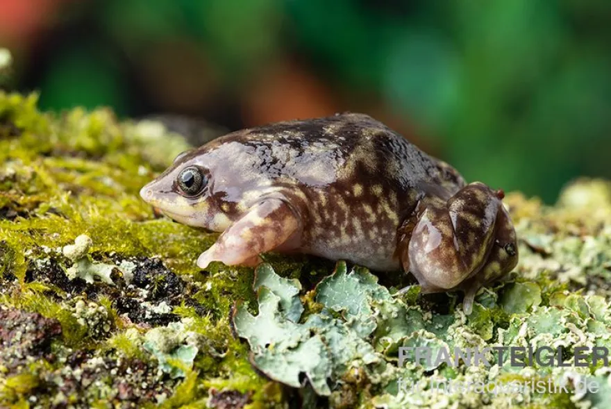 Ferkelfrosch, Hemisus marmoratus