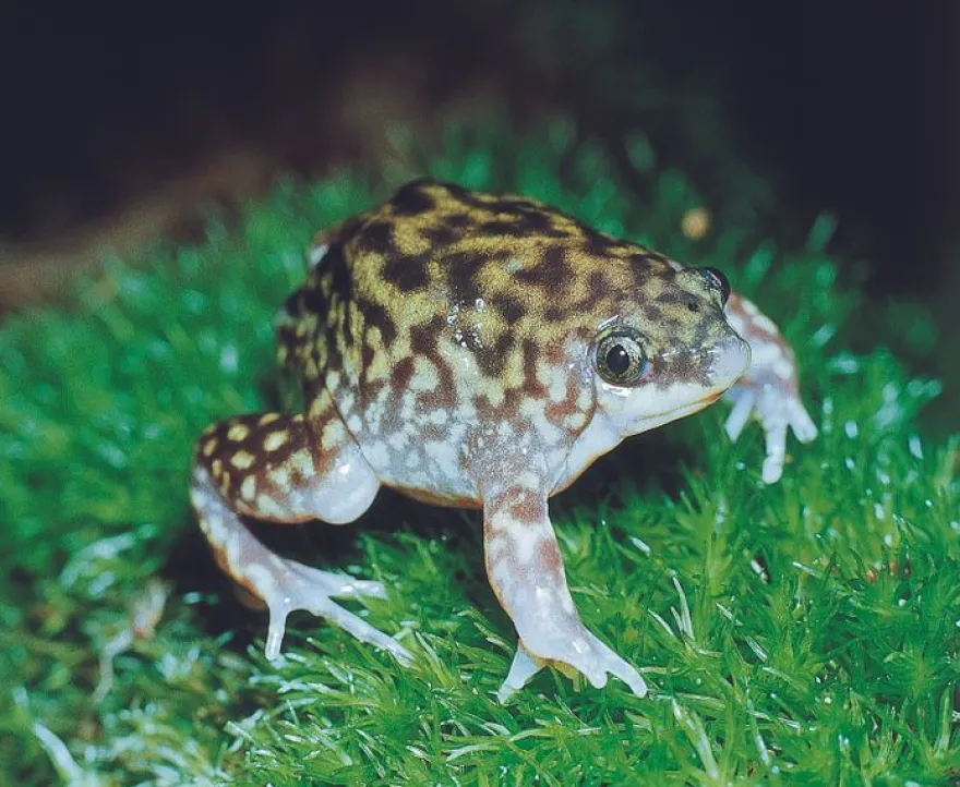 Ferkelfrosch, Hemisus marmoratus