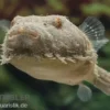 Fetzenkugelfisch, Tetraodon baileyi (Rarität)