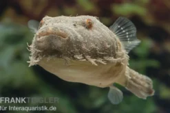 Fetzenkugelfisch, Tetraodon baileyi (Rarität)