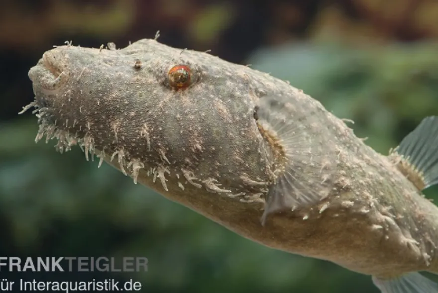 Fetzenkugelfisch, Tetraodon baileyi (Rarität)