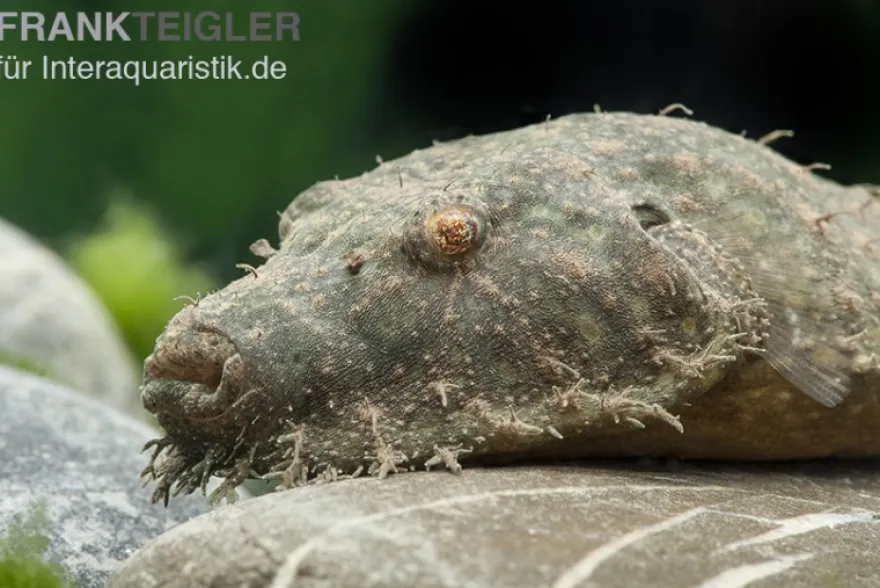 Fetzenkugelfisch, Tetraodon baileyi (Rarität)