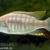 Feuerkamm-Buntbarsch, Copadichromis virginalis fire crest, 7-10 cm DNZ