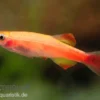 Feuerkardinal, Tanichthys albonubes Fire Red