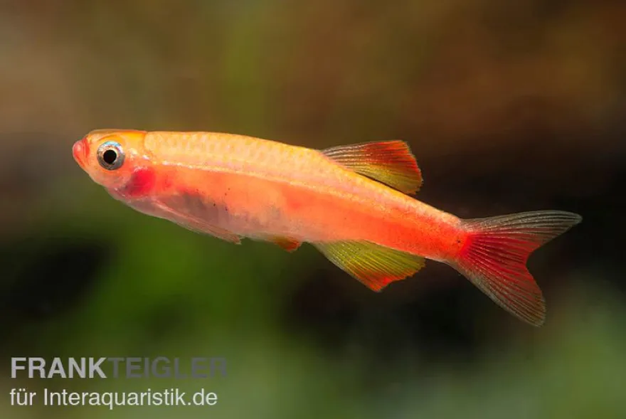 Feuerkardinal, Tanichthys albonubes Fire Red