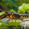 Feuerkrebs, Cherax sp. 'Orange Tip' - Zufällig