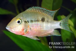 Feuermaulbuntbarsch, Thorichthys meeki