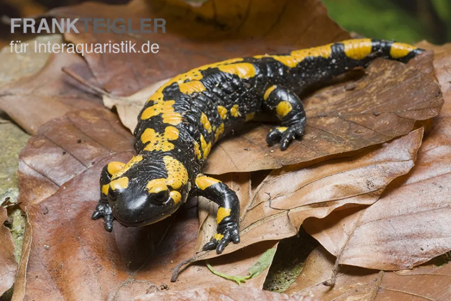 Feuersalamander, Salamandra salamandra