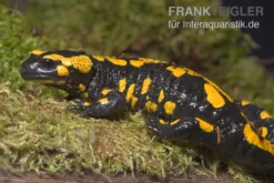 Feuersalamander, Salamandra salamandra
