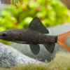 Feuerschwanz, Epalzeorhynchos bicolor (Labeo)