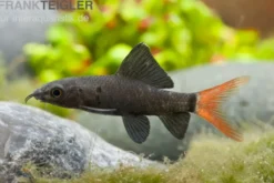 Feuerschwanz, Epalzeorhynchos bicolor (Labeo)