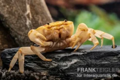 Fire-Crab, Holthuisana cf. lipkei, Zufällig ausgewählt