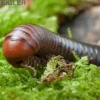Firehead-Millipede, Spirostreptus servatius