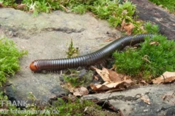 Firehead-Millipede, Spirostreptus servatius