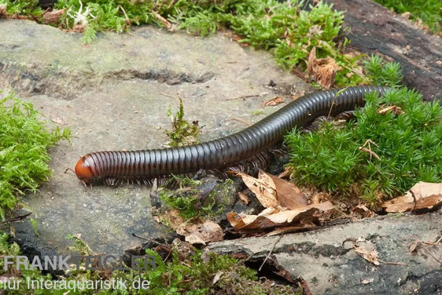 Firehead-Millipede, Spirostreptus servatius