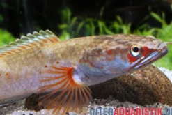 Fire & Ice-Schlangenkopf, Channa spec. Fire & Ice, 8-10 cm