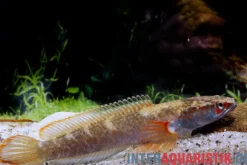 Fire & Ice-Schlangenkopf, Channa spec. Fire & Ice, 8-10 cm