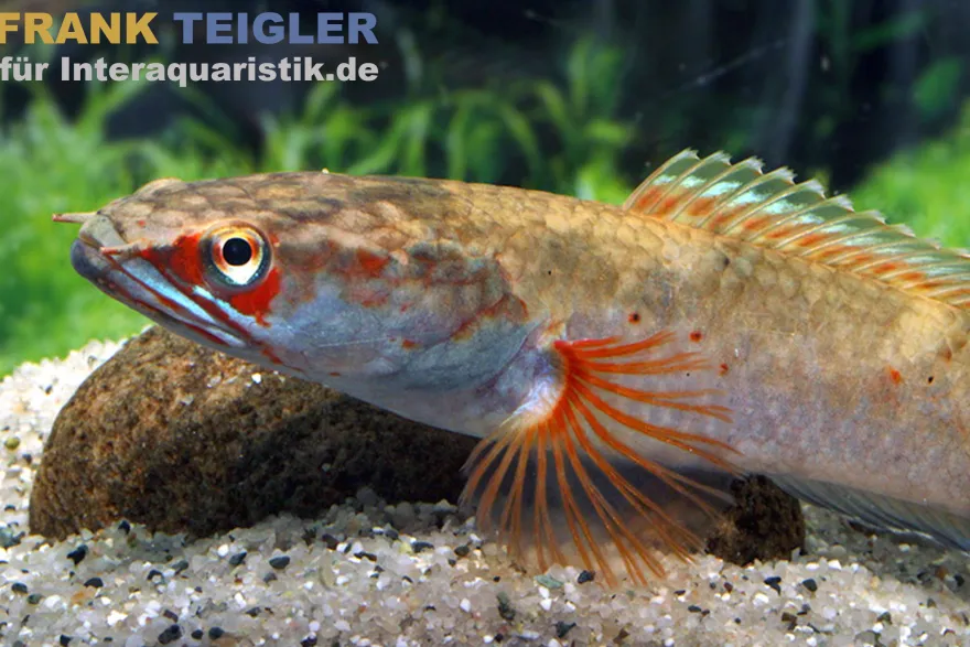 Fire & Ice-Schlangenkopf, Channa spec. Fire & Ice, 8-10 cm
