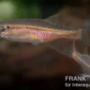 Firelinebärbling, Danio sondhii (Devario sondhii)