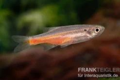 Firelinebärbling, Danio sondhii (Devario sondhii)